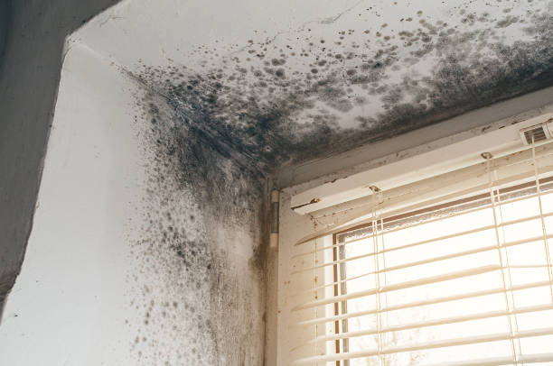 Affordable Hvac And Air Duct Mold Remediation solutions in Alpharetta, GA